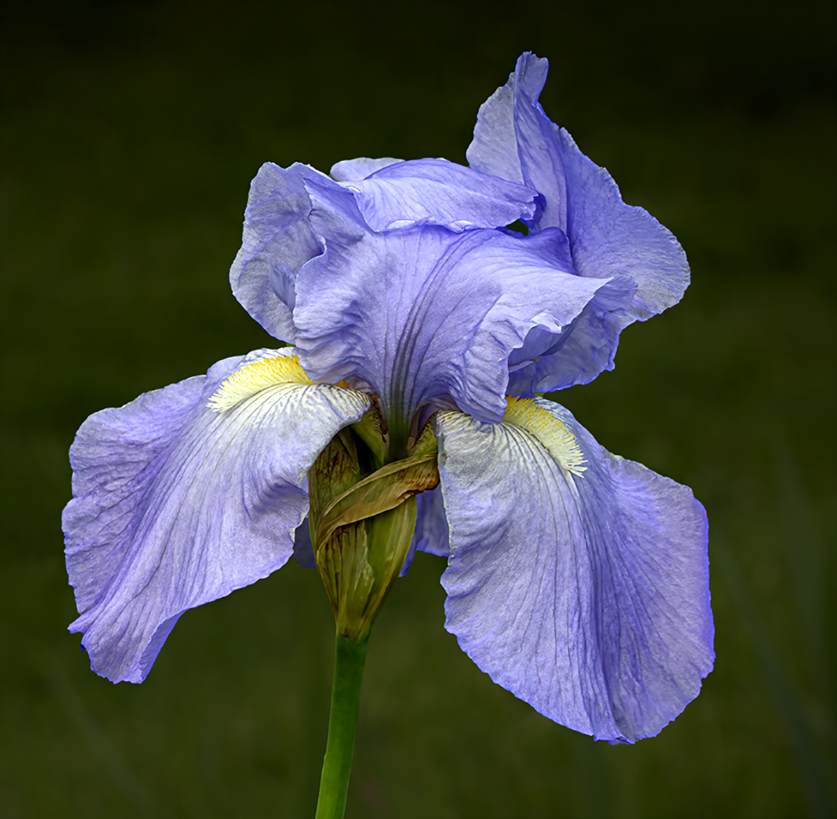 Forrest Marjorie Lavendar Iris Nature   Botanical   Class A 20260225